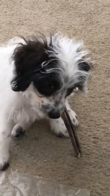 Week 6 cultivating rest and play -puppies смотреть онлайн