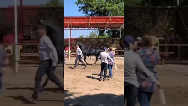 победитель мая 20.22 года. (Терский конный завод.) смотреть онлайн