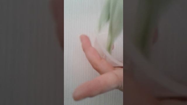 Как зделать слайма из зубной пасты клея и натрия третобората смотреть онлайн