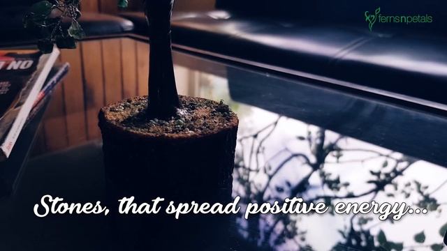 Wish Trees by Ferns N Petals | Promo
