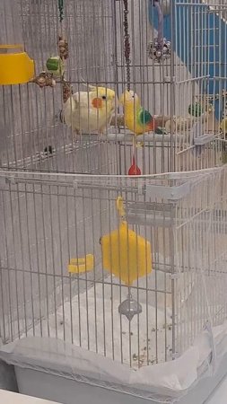 Разговор двух попугаев))) #попугай #корелла #birds #parrot #corella #cockatiel