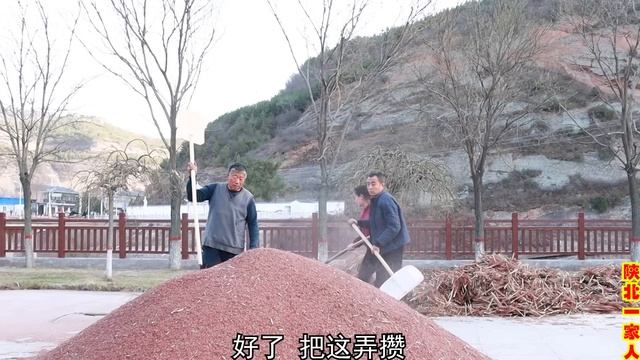 陕北农村秋收，一家人齐上阵打高粱，这样的场景你见过吗？【陕北一家人】 смотреть онлайн