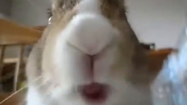 Кролик мило кушает смотреть онлайн