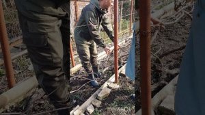 Подвязка винограда🍇