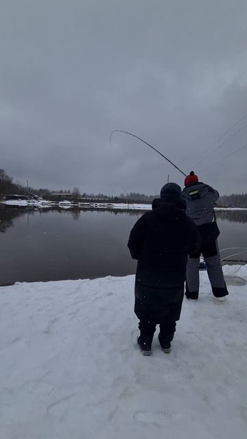 Форель на белый стрейч смотреть онлайн