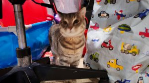 жизнь в деревне, деревенский кот Макс гуляет по дому