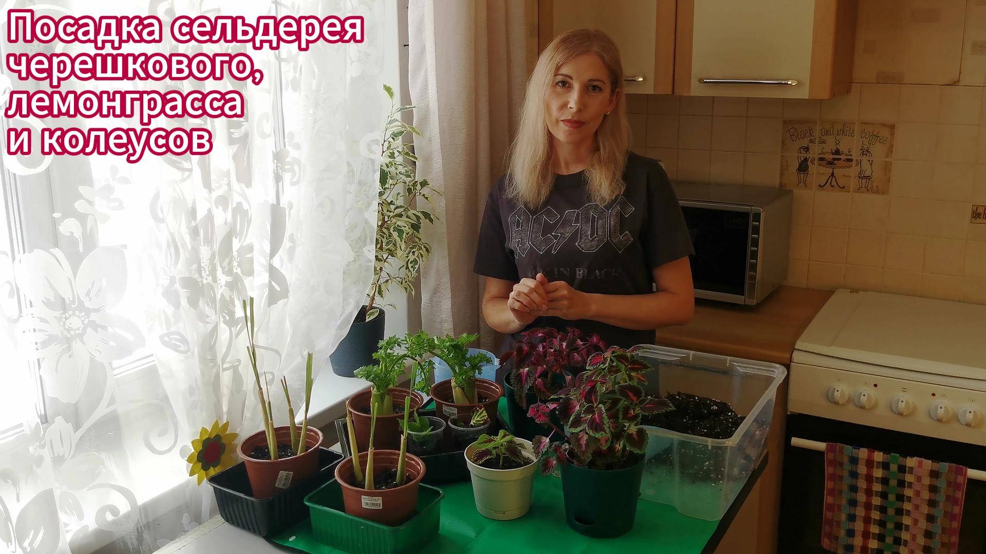 Выращивание черешкового сельдерея, лемонграсса и колеуса методом черенкования.
