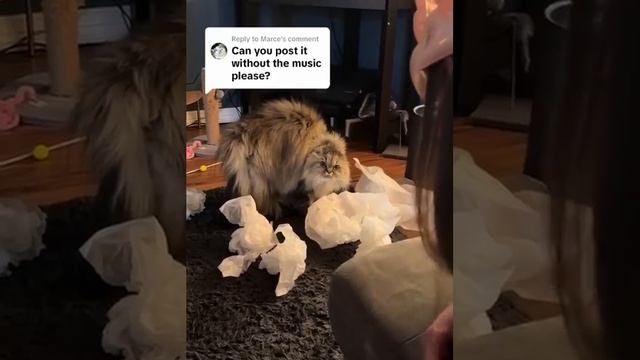 РЕАКЦИЯ КОШЕК!😱#catsoftiktok #foryou #usa #pet #cats #funny