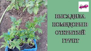 КАК Я ВЫСАДИЛА ПОМИДОРЫ В ОТКРЫТЫЙ ГРУНТ В 2024 ГОДУ .
