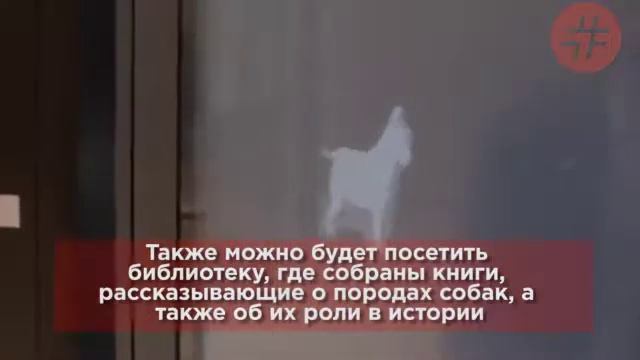 Музей, посвященный собакам смотреть онлайн