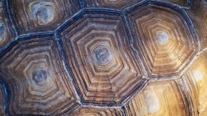 Удивительные адаптации животных Камуфляж и защита