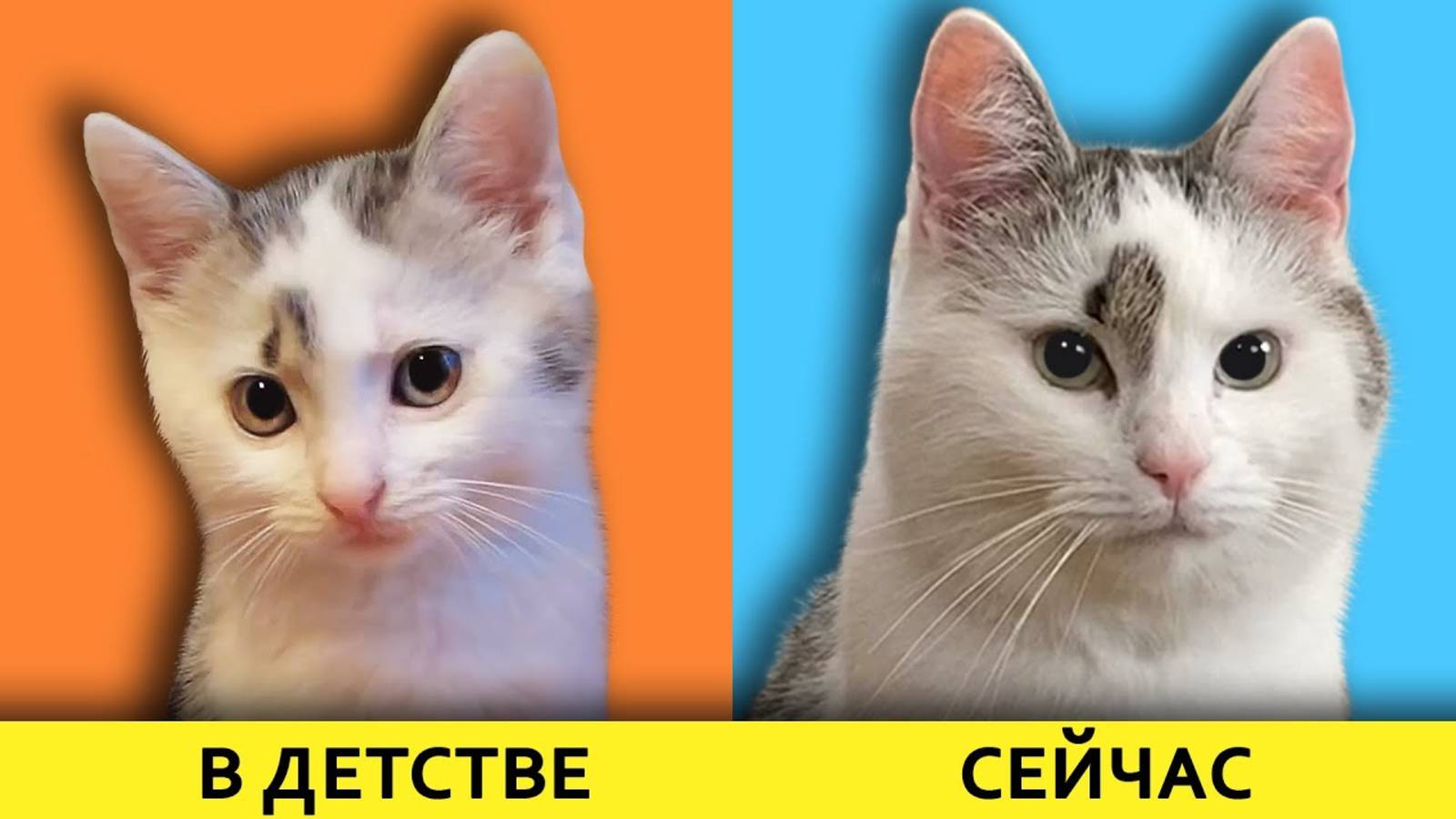 А ну-ка давай-ка | КАК РОСЛИ НАШИ ЖИВОТНЫЕ! Маленький КОТЕНОК Малыш, КОШЕЧКА МУРКА и КРОЛЯ БАФФИ!