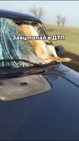Заяц попал в ДТП