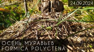 Осень муравьёв formica polyctena