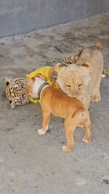 Lion , Dog and Tiger are Good Friends | Nouman Hassan | смотреть онлайн