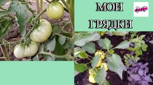 МОИ ГРЯДКИ 2024.