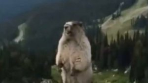 бобёр орёт 1 минуту 42 секунду