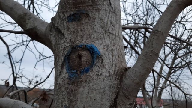 Как выглядит правильная обрезка ореха!
