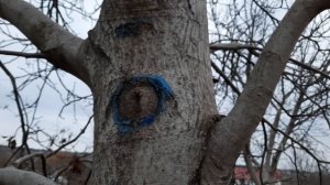 Как выглядит правильная обрезка ореха!