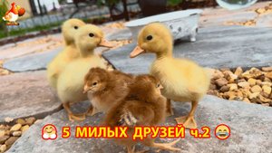 Три Утенка и два Цыпленка милые пушистики на солнышке гуляют ❣️🤗🥰 эпизод (2)