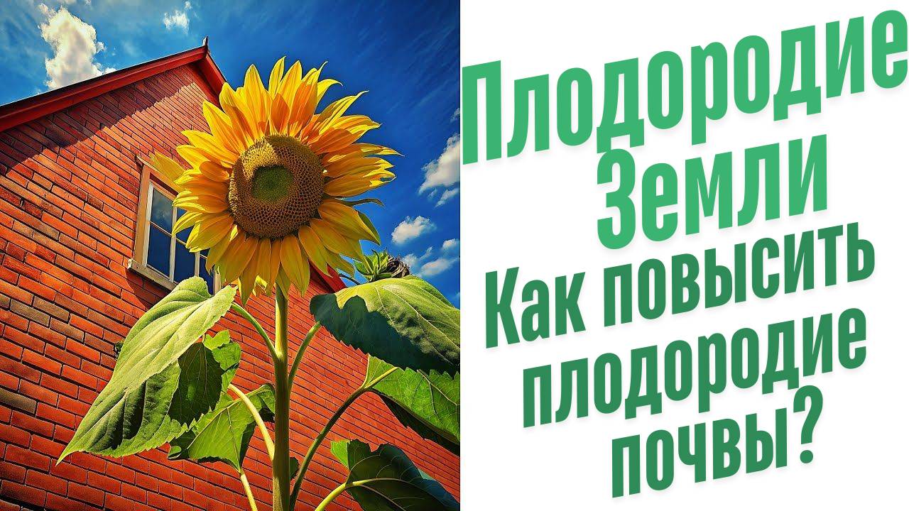Как повысить плодородие почвы?