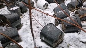 10 апреля 2025г.
Гортензии 3х летки