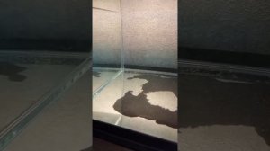 Малек барбуса поплыл. Кормление.