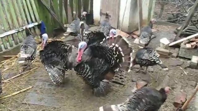 Здравствуйте товарищи!!!