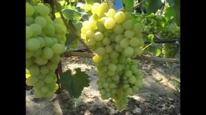 Сорт винограда Лора