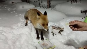 (989) Лиса приходит в гости. Апрель 2025