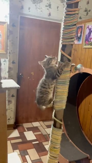 Маленького Чепусика на тренировку сегодня отвезла Ванесса 🐈💪🐈🚗 🐩 смотреть онлайн