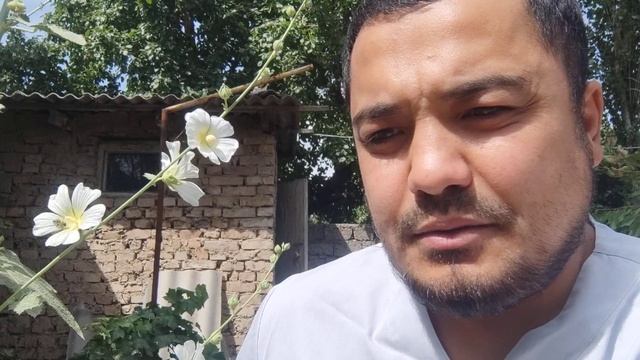Siz bilmagan "Gulhayrining" inson tanasiga tasiri ... siydik tutilishi,bronxit,laringitda