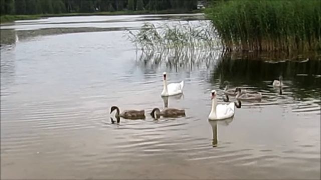 Семейство лебедей в Тетеле смотреть онлайн
