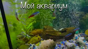 Мой аквариум! Рыбки, ракушки, камушки.