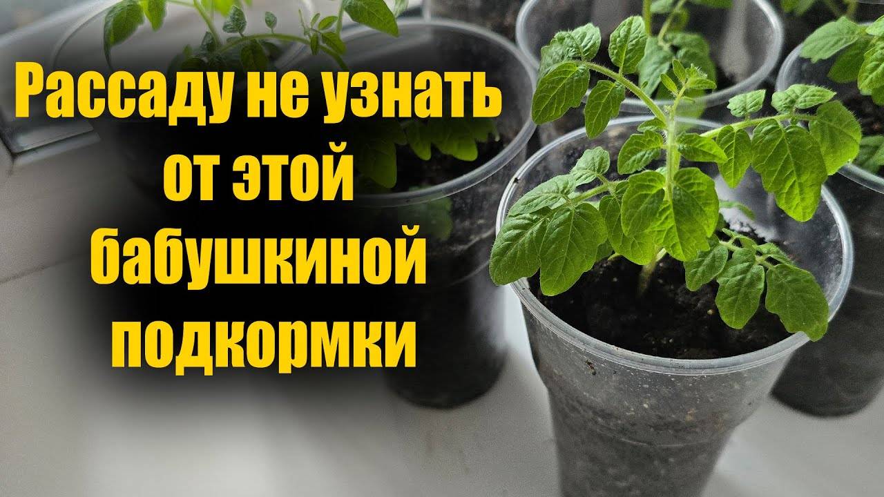 ДЛЯ РОСТА КОРНЕЙ И ОТ ВЫТЯГИВАНИЯ РАССАДЫ! КОРНЕВАЯ У РАССАДЫ ПРЁТ КАК НА ДРОЖЖАХ!