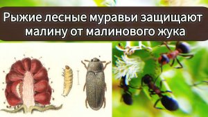 Рыжие лесные муравьи защищают малину.