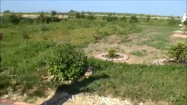 Целебная сила деревьев (часть __41)