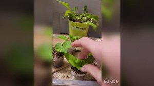 Петуния формировка маленького кустика и черенкование.