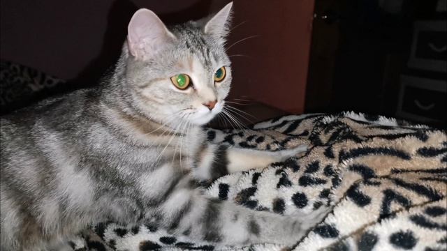 Котомассажная теропия смотреть онлайн