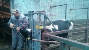 Раскол Ворота для фиксации скота КРС МРС