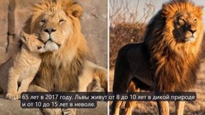 Бегемот против Лев
