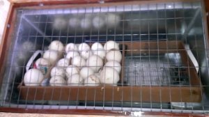 Доработка инкубатор Блиц 72, выводное отделение