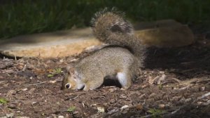 Зимняя спячка Как животные переживают холод