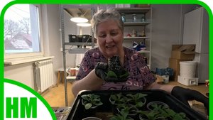 10 апреля. Работа в рассадной.  Переваливаю томаты и петунии. Хочу, чтобы выросли.