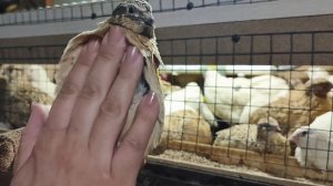 Как определить пол у перепёлок