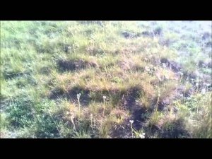 Коп монет на старом аэродроме.