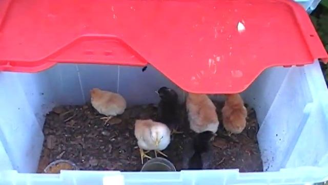 Super Frugal Baby Chicks
