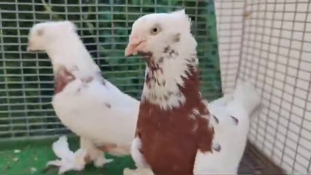 9 августа 2024 г. смотреть онлайн