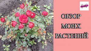 ОБЗОР МОИХ РАСТЕНИЙ НА ДАЧЕ В 2024 ГОДУ.