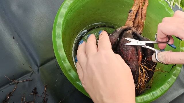 Фикус пестролистный, кодовое имя _СВОП_. Часть 1.